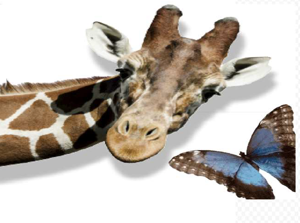 Giraffe and butterfly
